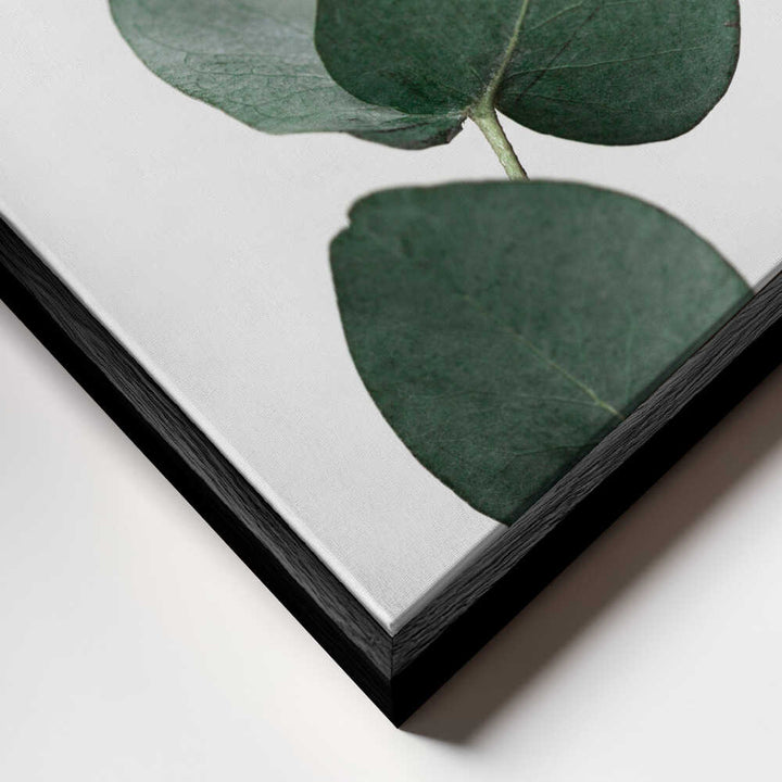 Eucalyptus 4 A1