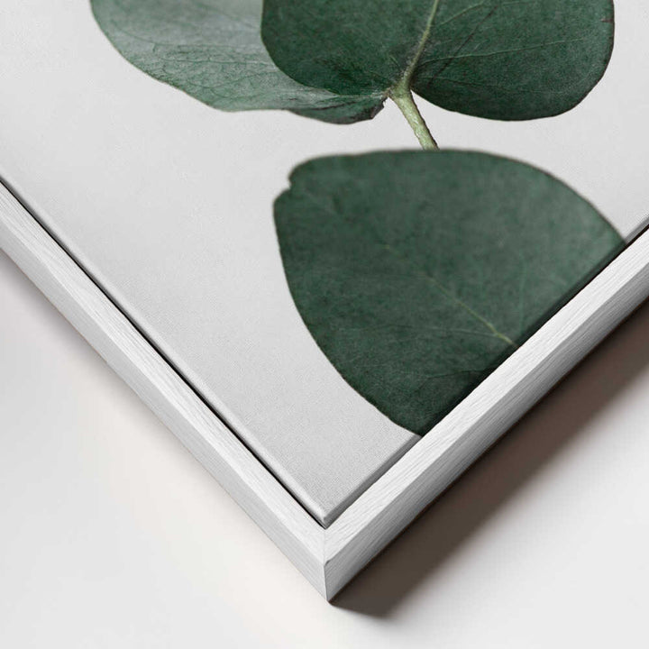 Eucalyptus 4 A1