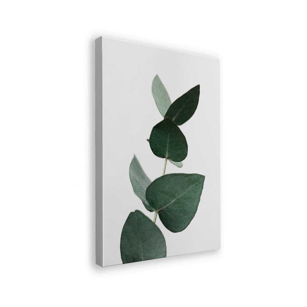 Eucalyptus 4 A1