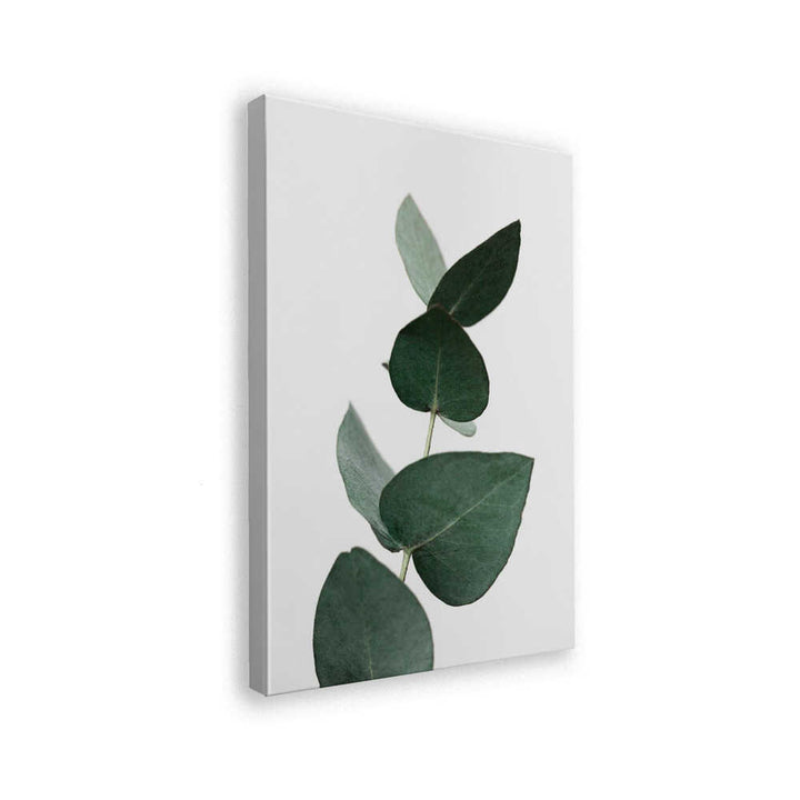 Eucalyptus 4 A1