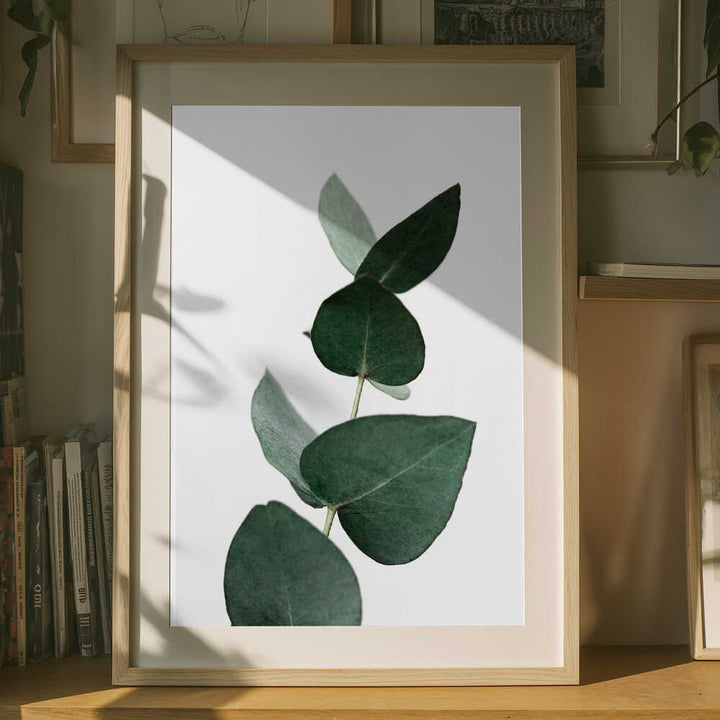 Eucalyptus 4 A1