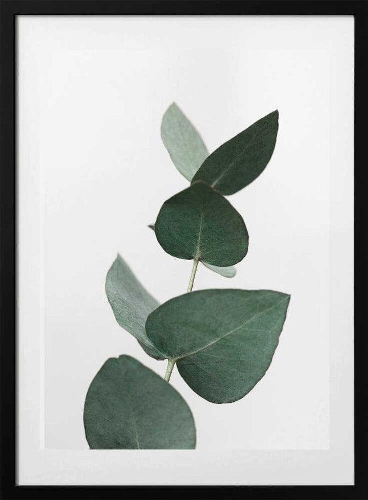 Eucalyptus 4 A1