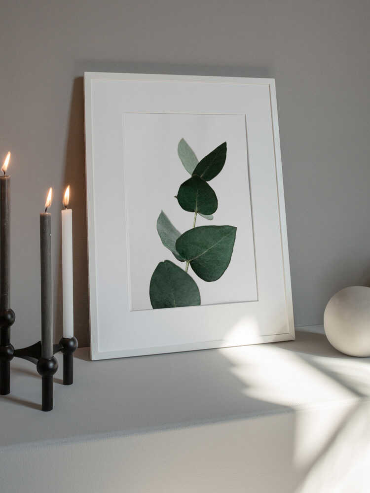 Eucalyptus 4 A1