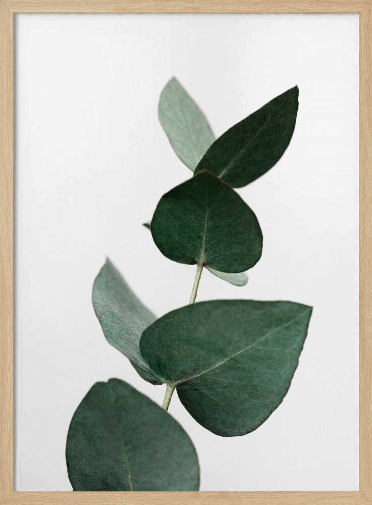 Eucalyptus 4 A1