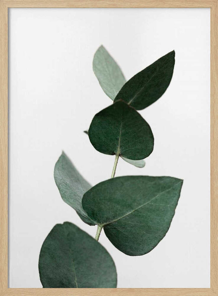Eucalyptus 4 A1