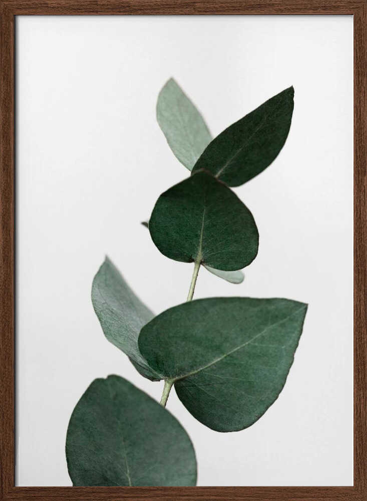 Eucalyptus 4 A1