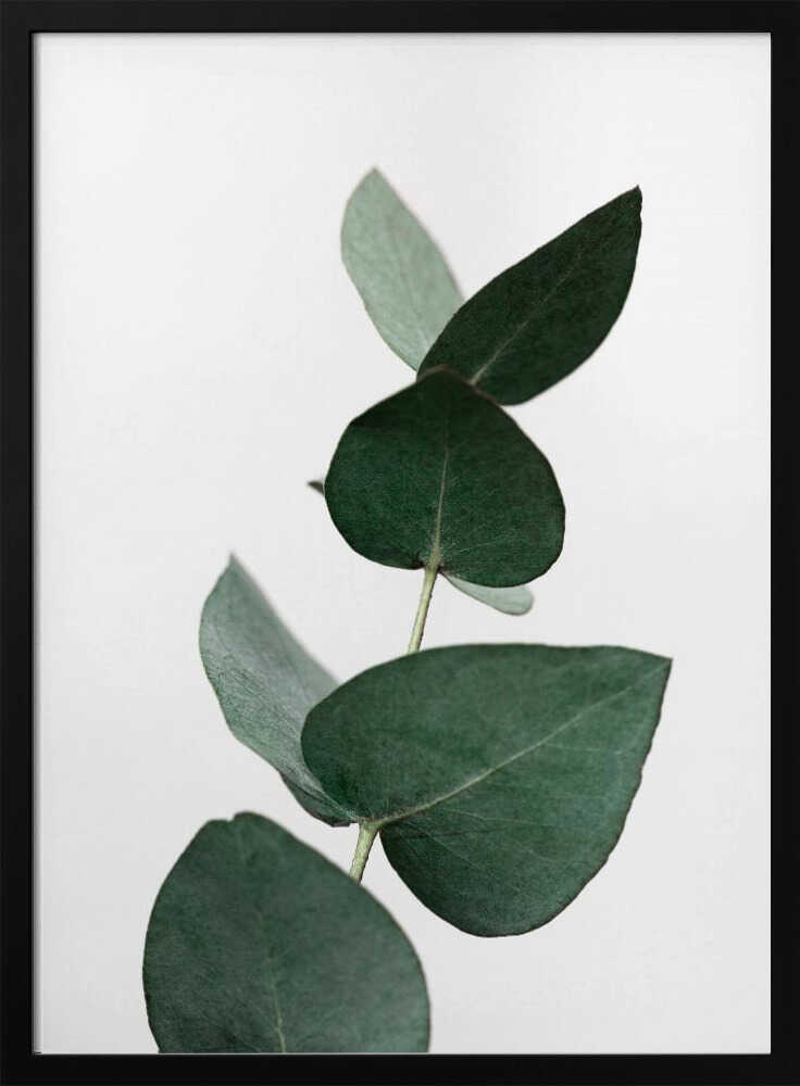 Eucalyptus 4 A1