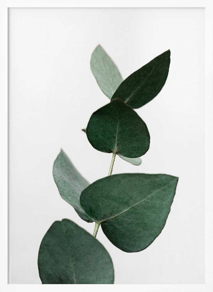Eucalyptus 4 A1