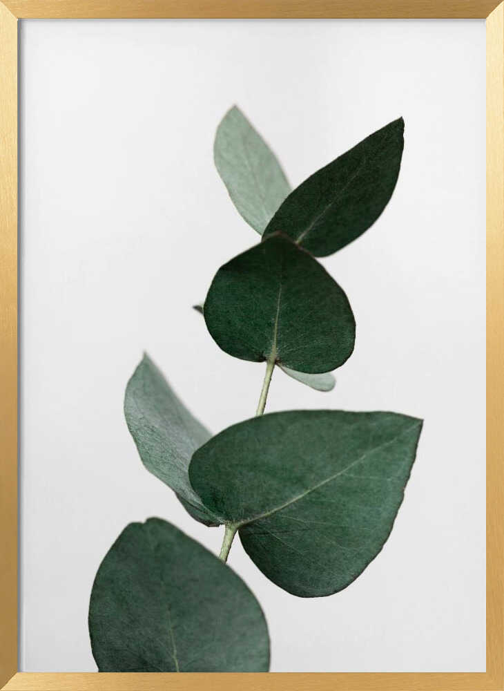 Eucalyptus 4 A1