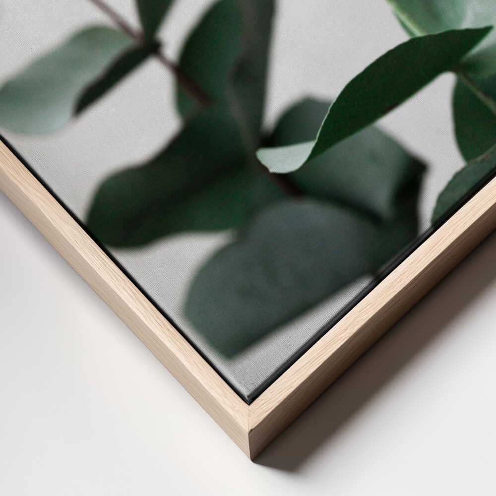 Eucalyptus 5 A1