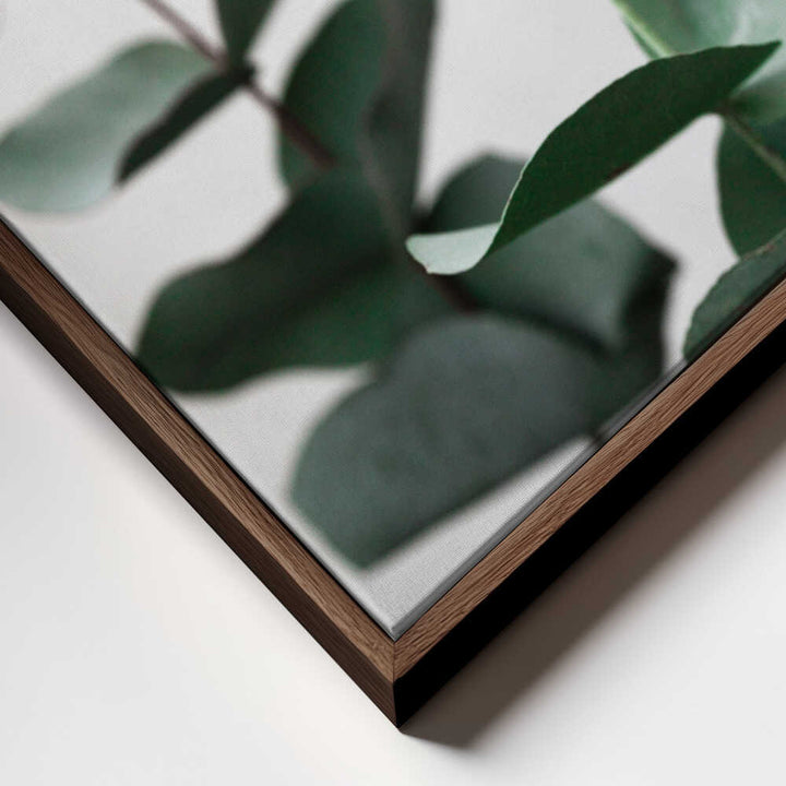 Eucalyptus 5 A1