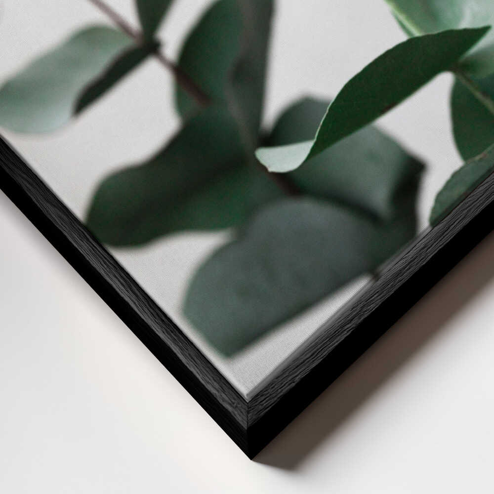 Eucalyptus 5 A1