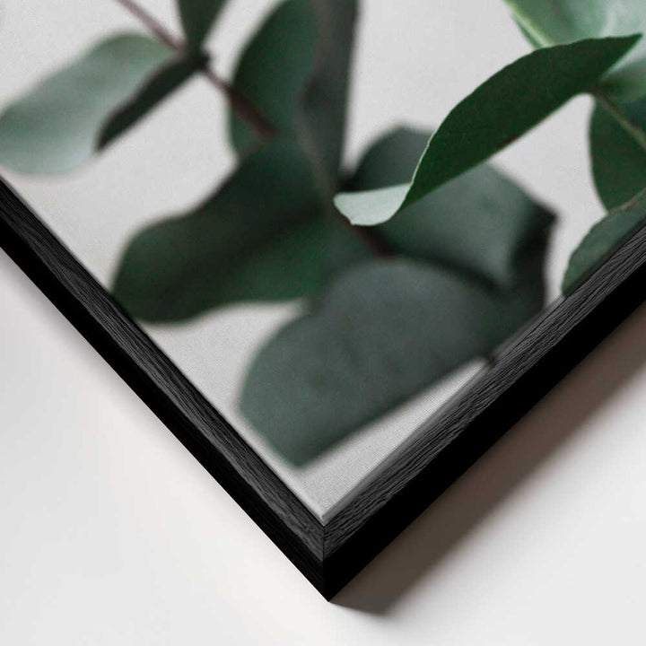 Eucalyptus 5 A1