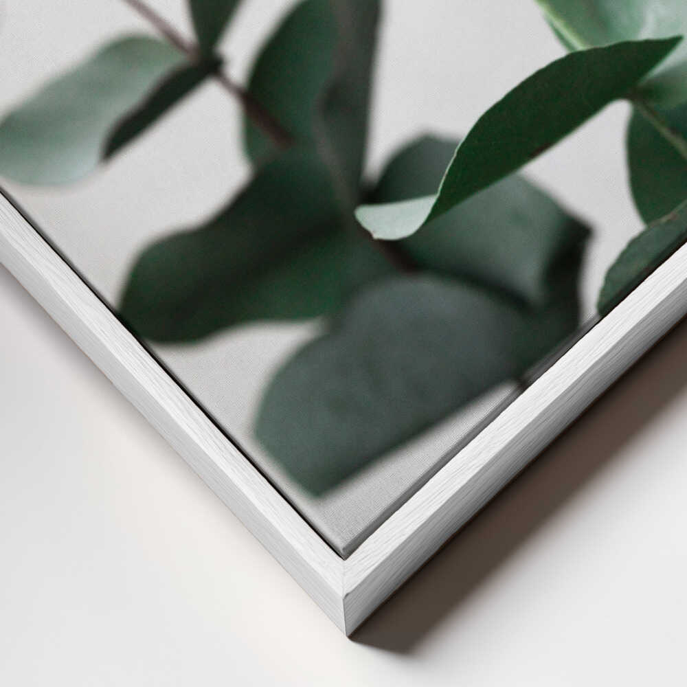 Eucalyptus 5 A1