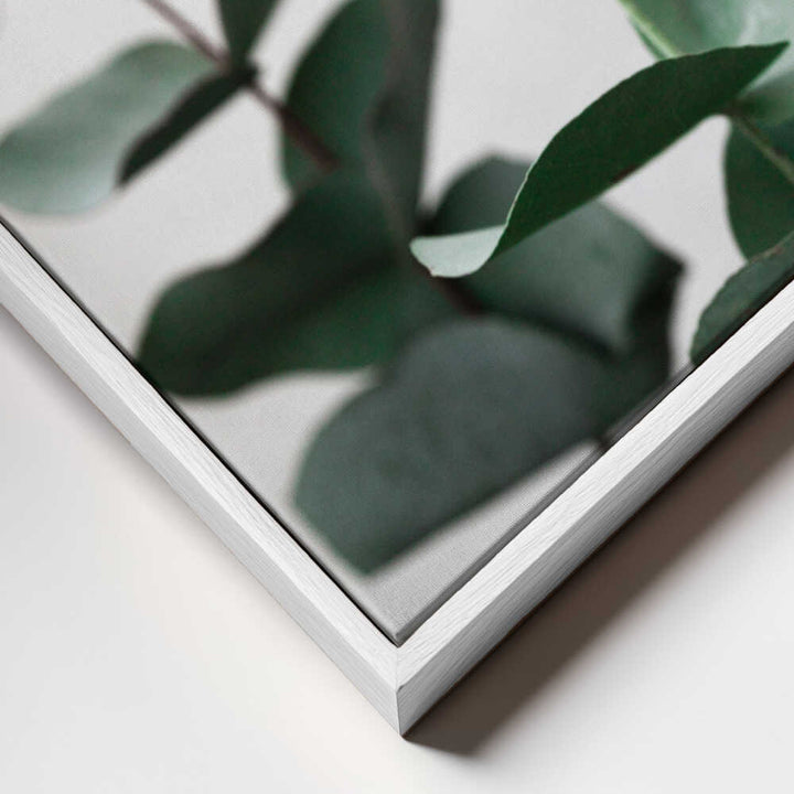 Eucalyptus 5 A1