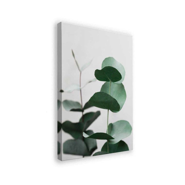 Eucalyptus 5 A1