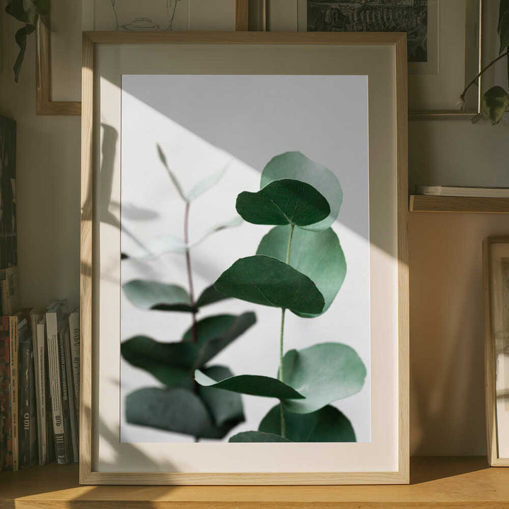 Eucalyptus 5 A1