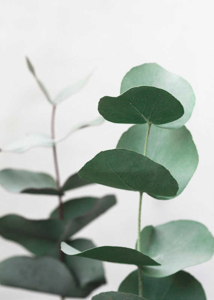 Eucalyptus 5 A1