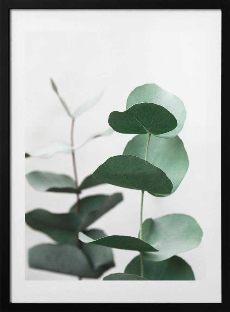 Eucalyptus 5 A1
