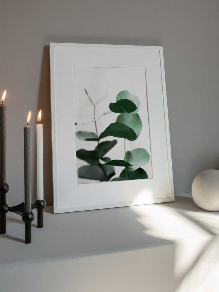 Eucalyptus 5 A1