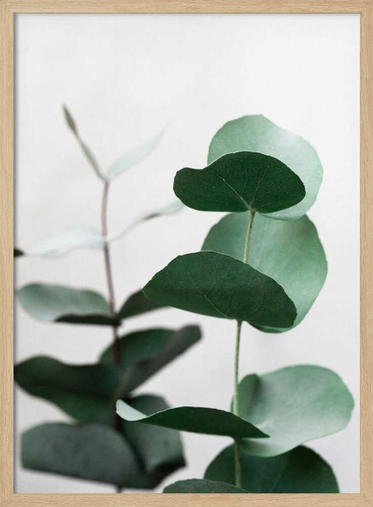 Eucalyptus 5 A1