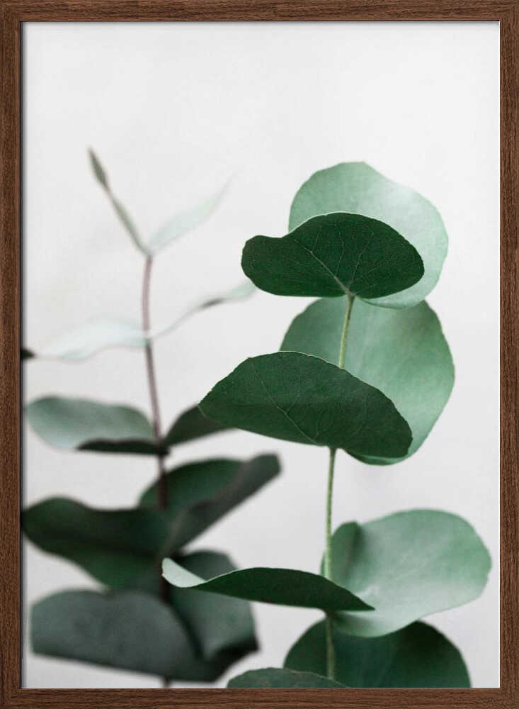 Eucalyptus 5 A1