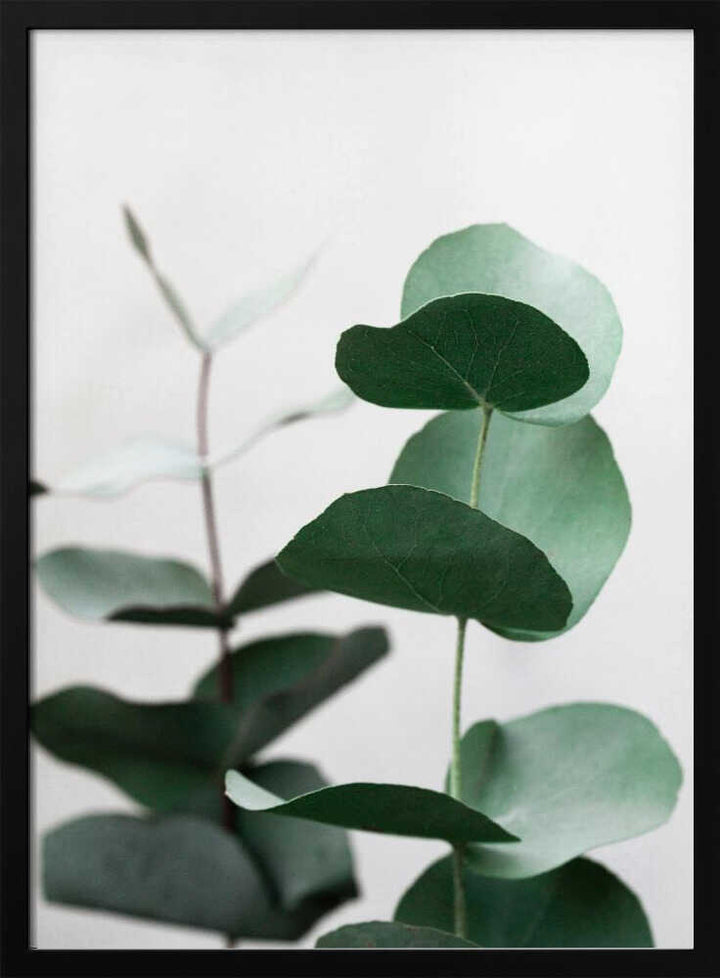Eucalyptus 5 A1
