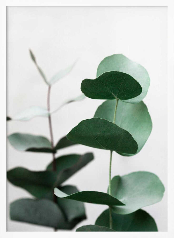 Eucalyptus 5 A1