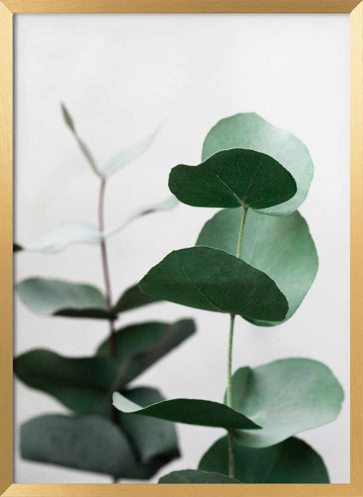 Eucalyptus 5 A1