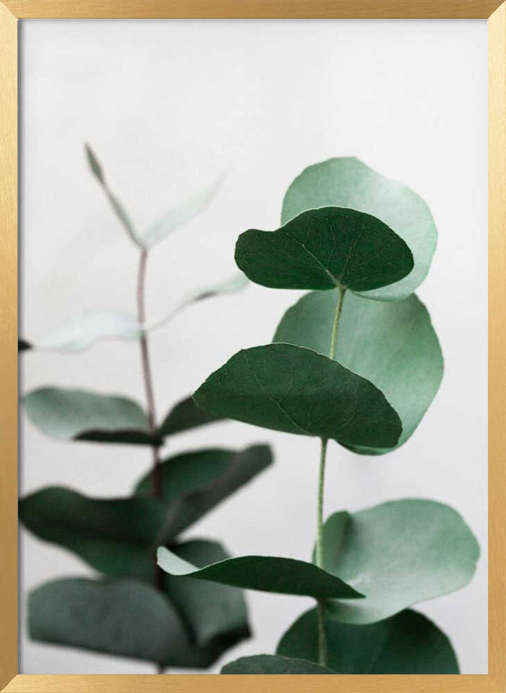 Eucalyptus 5 A1
