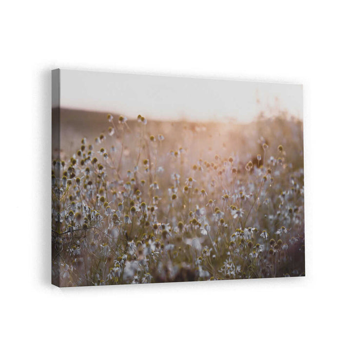 Summer Morning 7