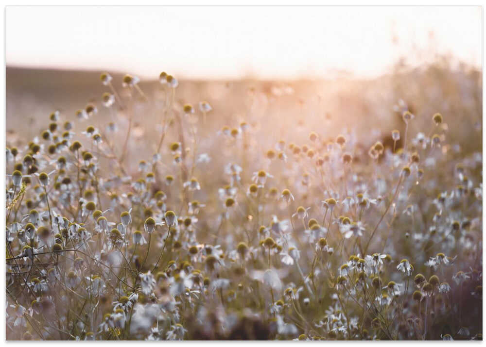 Summer Morning 7