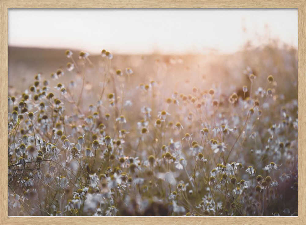 Summer Morning 7