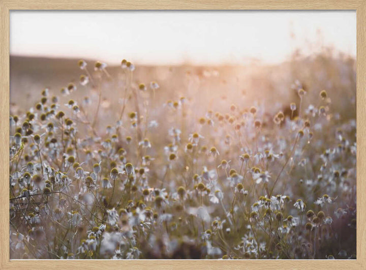 Summer Morning 7