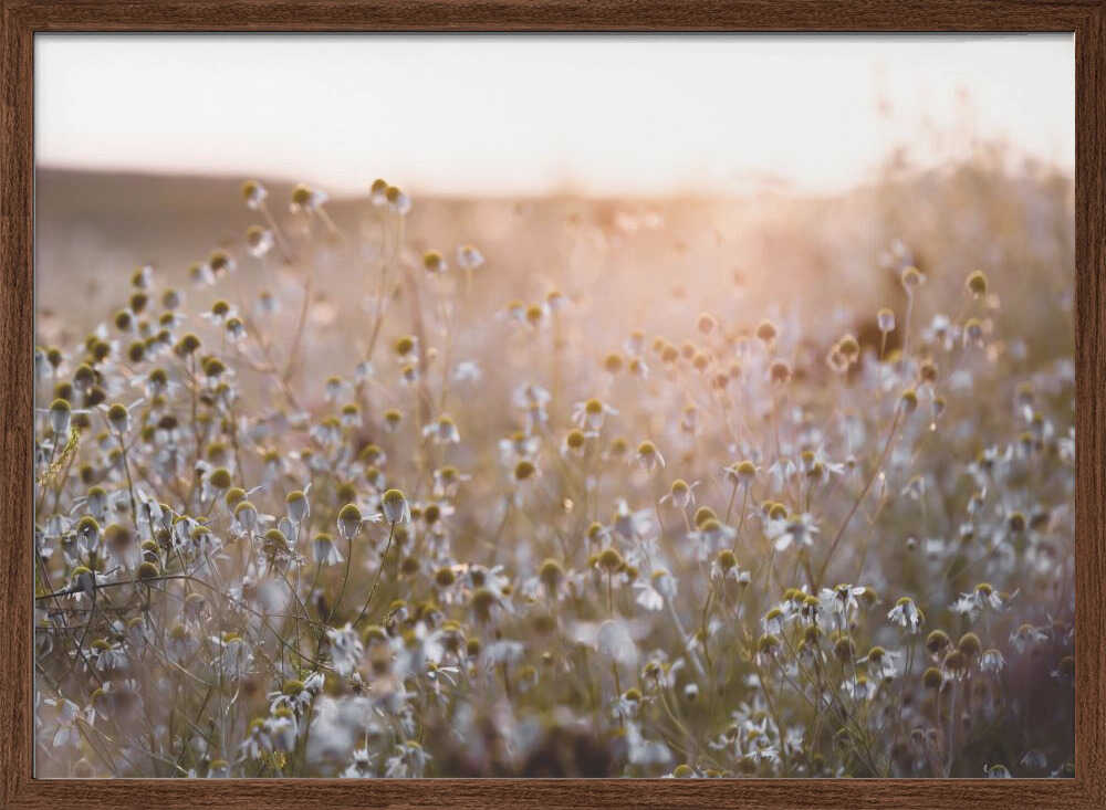 Summer Morning 7