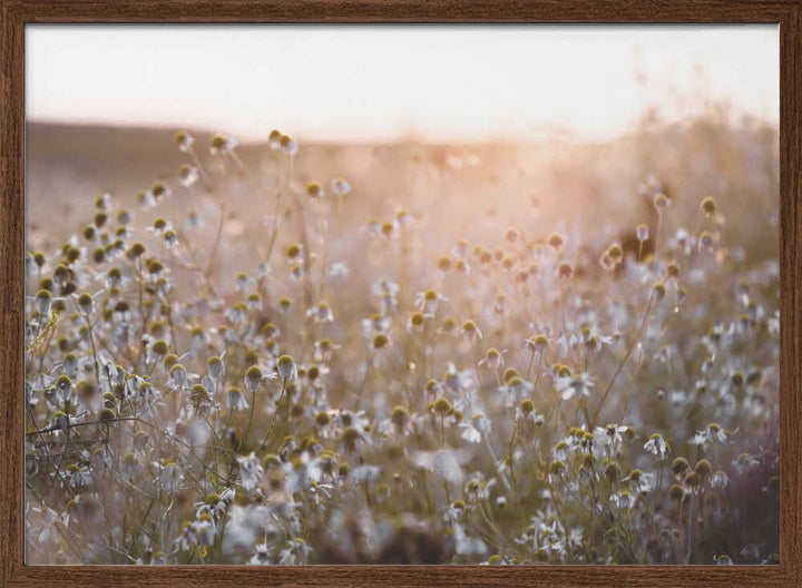 Summer Morning 7