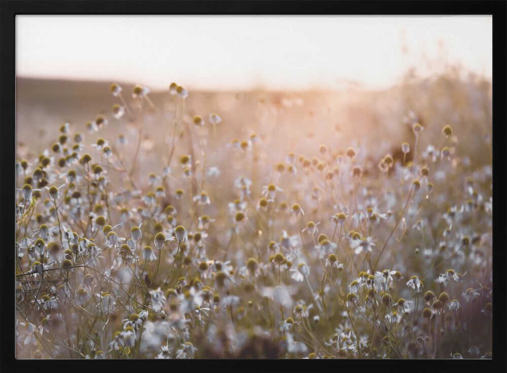 Summer Morning 7
