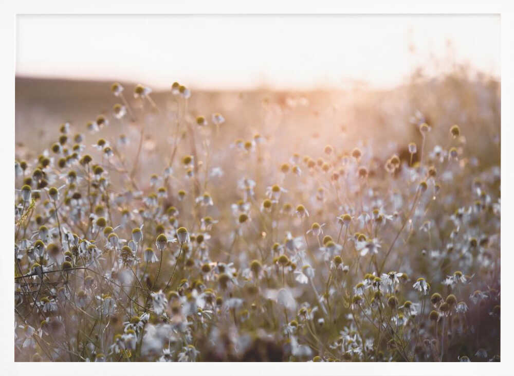Summer Morning 7