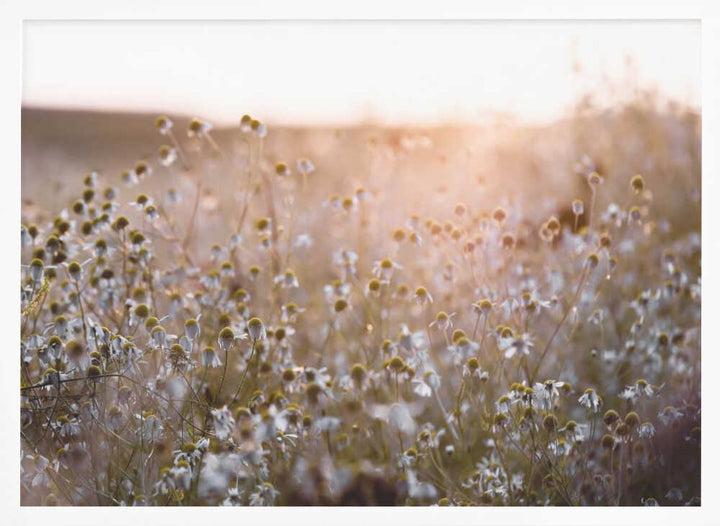 Summer Morning 7