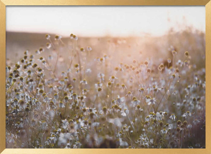Summer Morning 7