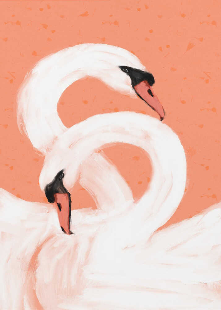 Graceful Swans