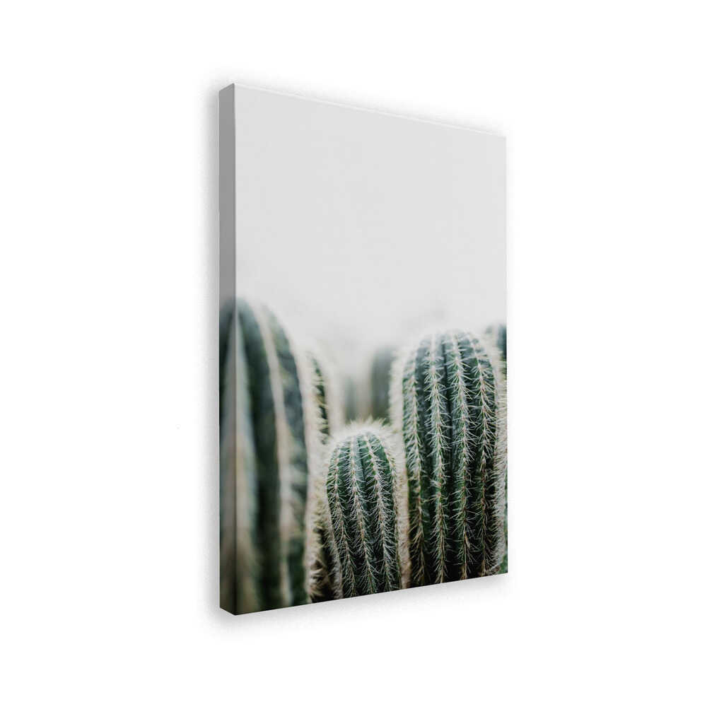 Cactus 1