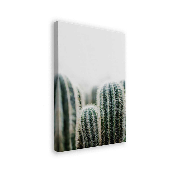 Cactus 1