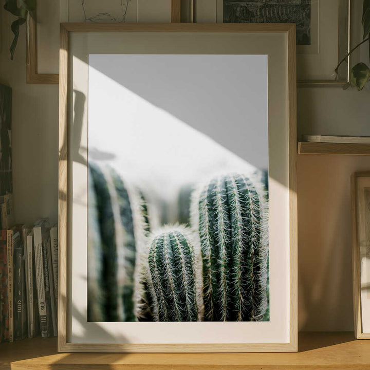 Cactus 1