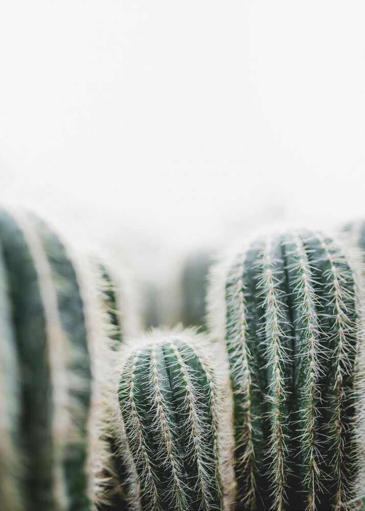 Cactus 1