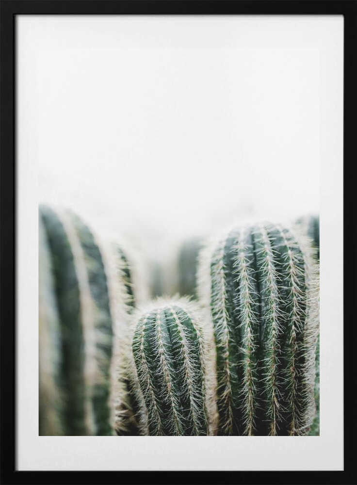 Cactus 1