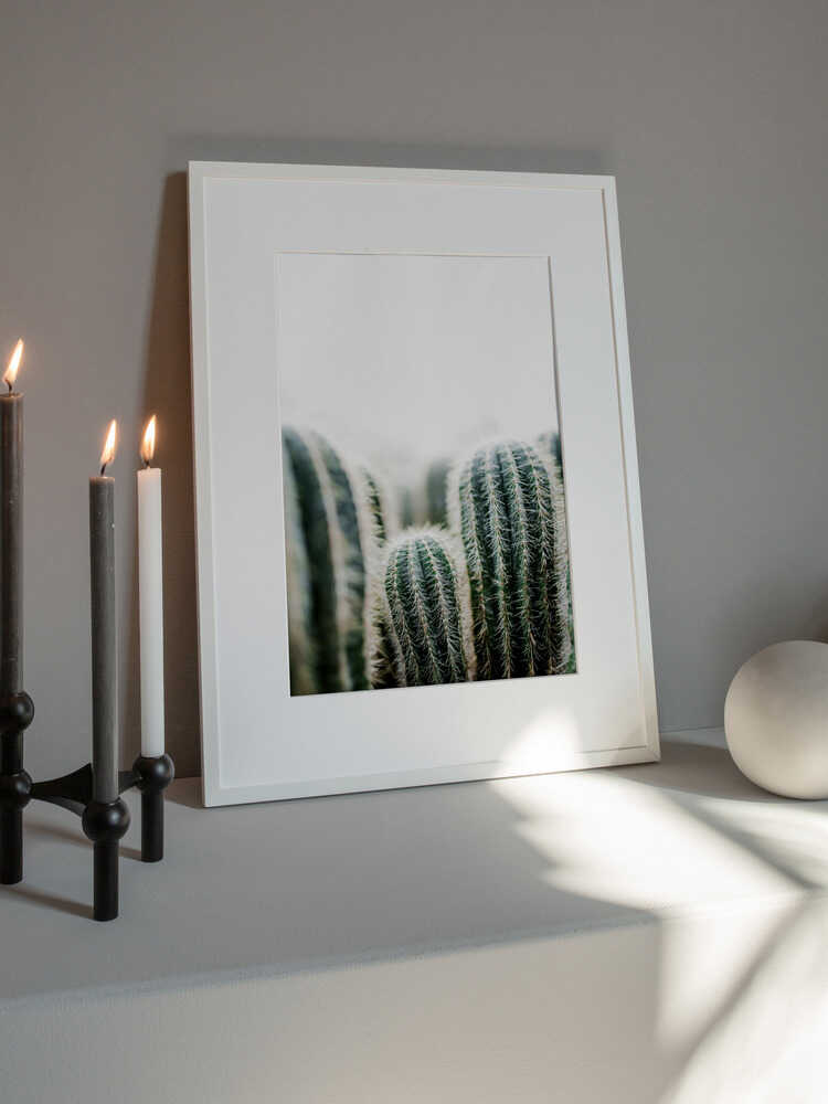 Cactus 1