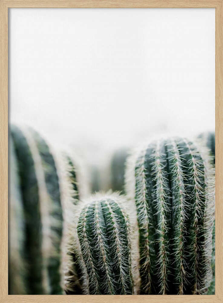 Cactus 1