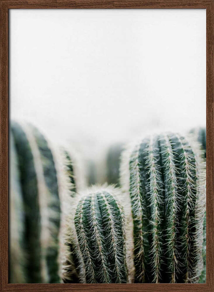 Cactus 1