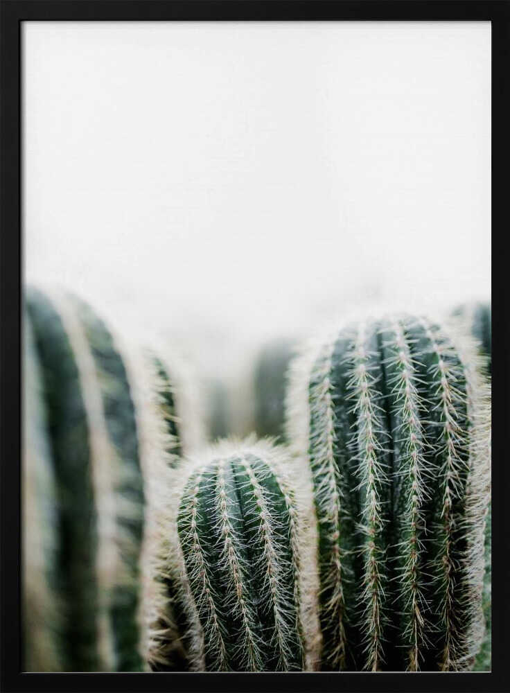 Cactus 1